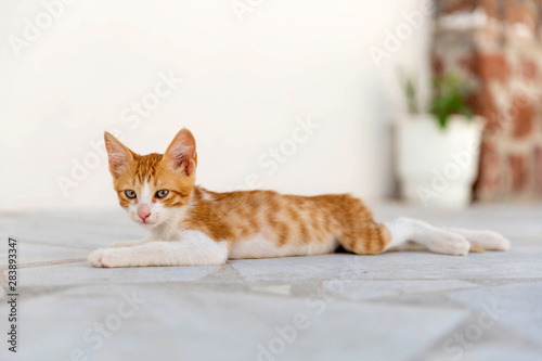 Kitten dragging out © AnnaFotyma