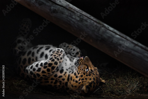 The imposing leopard lies on its back stylishly in the dark. Beautiful and cute big predatory cat is a cat with beautiful fur and an expressive look of beautiful eyes, © Mikhail Semenov