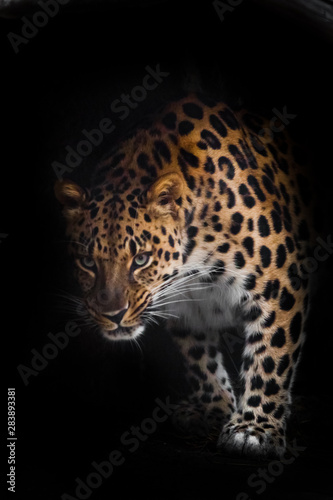 Leopard in the night. A Far Eastern leopard is hunting in the dark. A beautiful predatory cat is creeping up isolated on a black background.