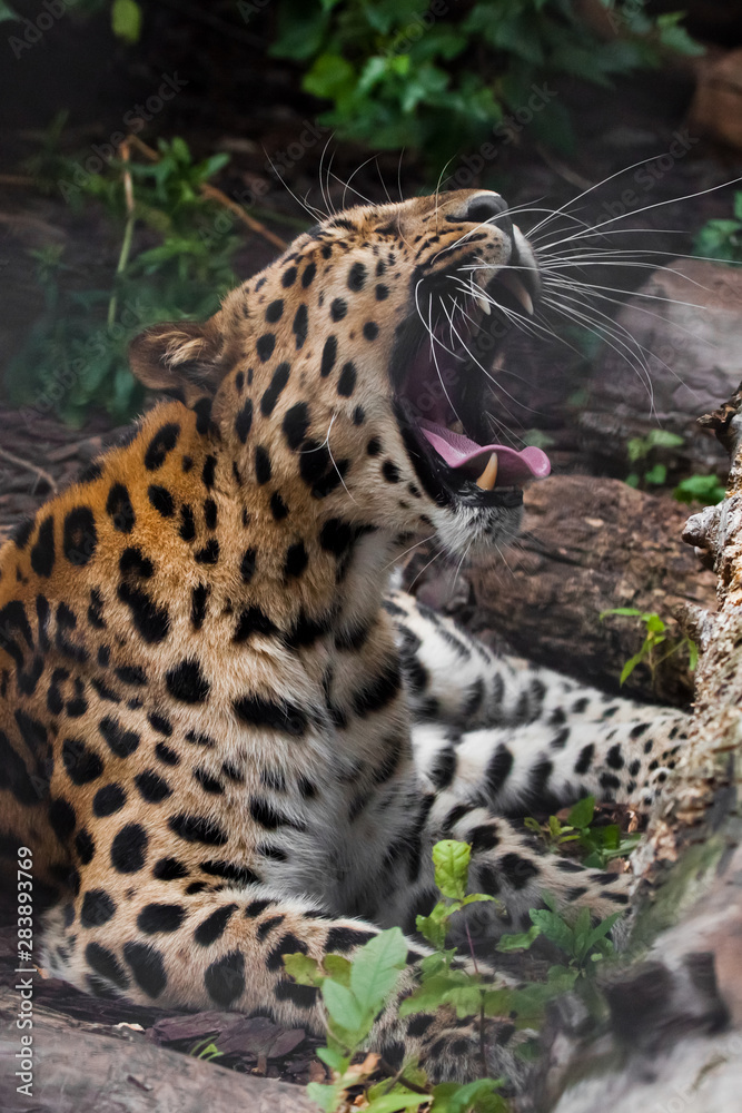 Fototapeta premium A leopard roar (Far Eastern leopard) lies in the gloom on the ground and growls, opening a huge mouth with large fangs,