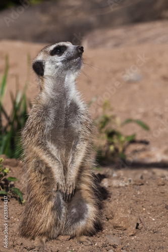 Sentry at the post. A watchful peppy meerkat (Timon) on a sandy desert background is watching closely.