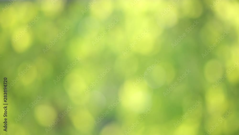 green blurlight bokeh from tree natural texture background green blurlight bokeh from tree natural texture background