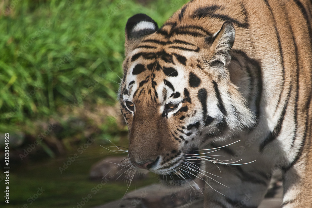 Obraz premium Tiger face close-up, brightly big cat on a background of emerald grass.