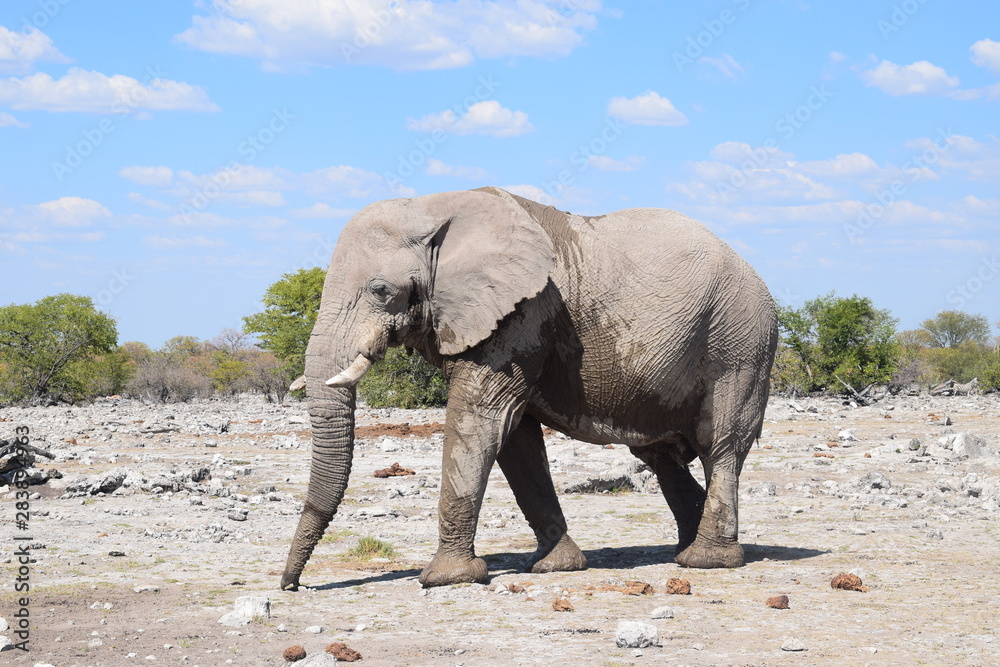 Fototapeta premium wild african elephant in the desert