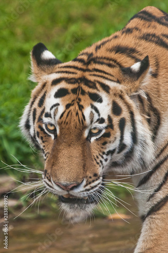 Fototapeta Naklejka Na Ścianę i Meble -  Tiger face close-up, brightly big cat on a background of emerald grass.