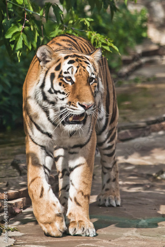 tiger is walking   a bright red-haired big cat on a background of emerald grass and stones