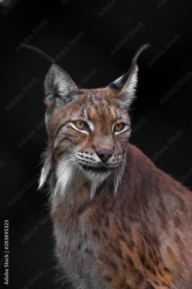 Severe skinny lynx on a dark background, a large cat in the summer with red  hair close-up of the eyes and tassels on the ears. Stock Photo | Adobe Stock