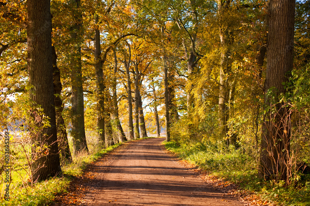 Allee Herbst Allee Herbst