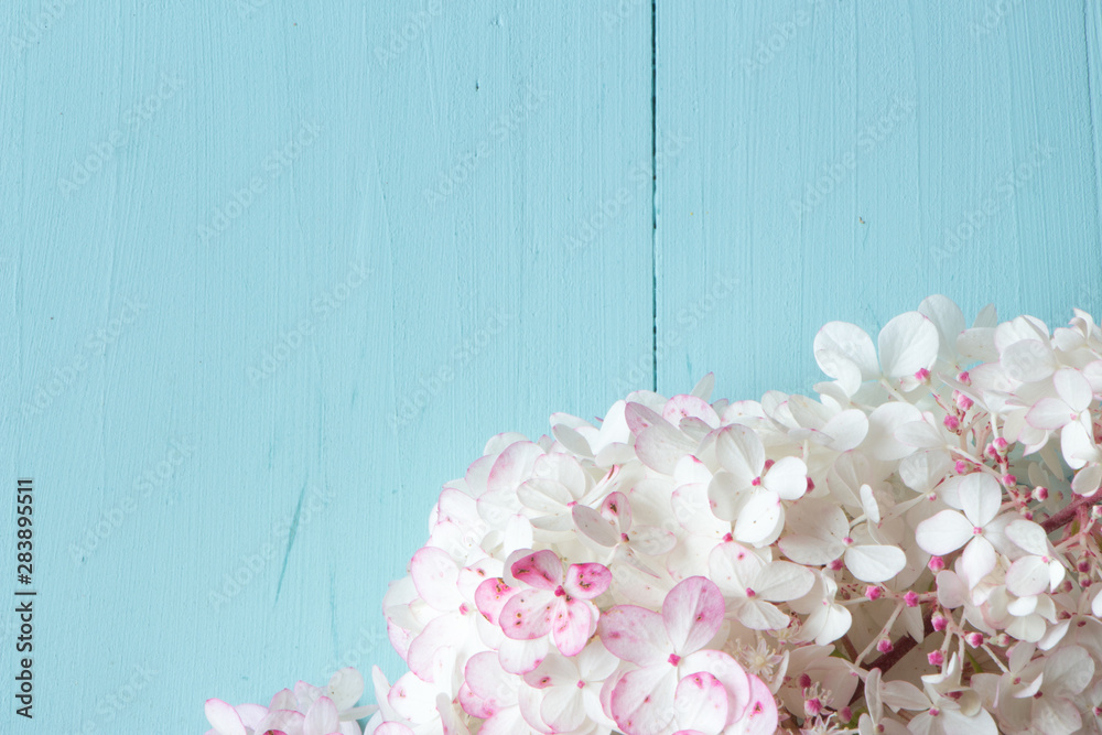 Pink and white hydrangea flower on turquoise wooden background, floral top view background with copy space Pink and white hydrangea flower on turquoise wooden background, floral top view background with copy space