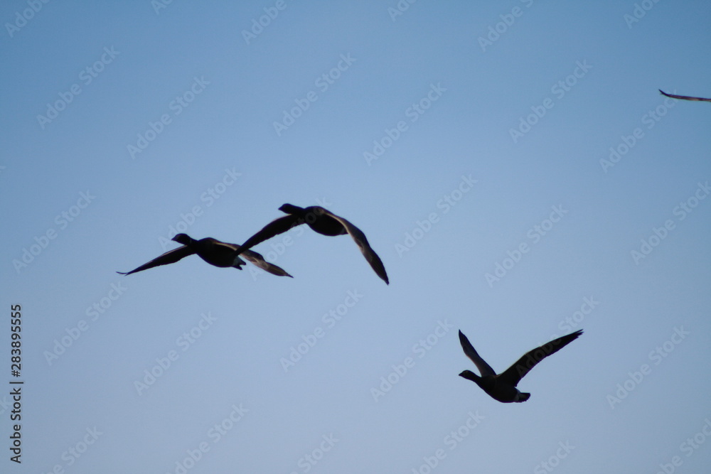 Fototapeta premium ducks 