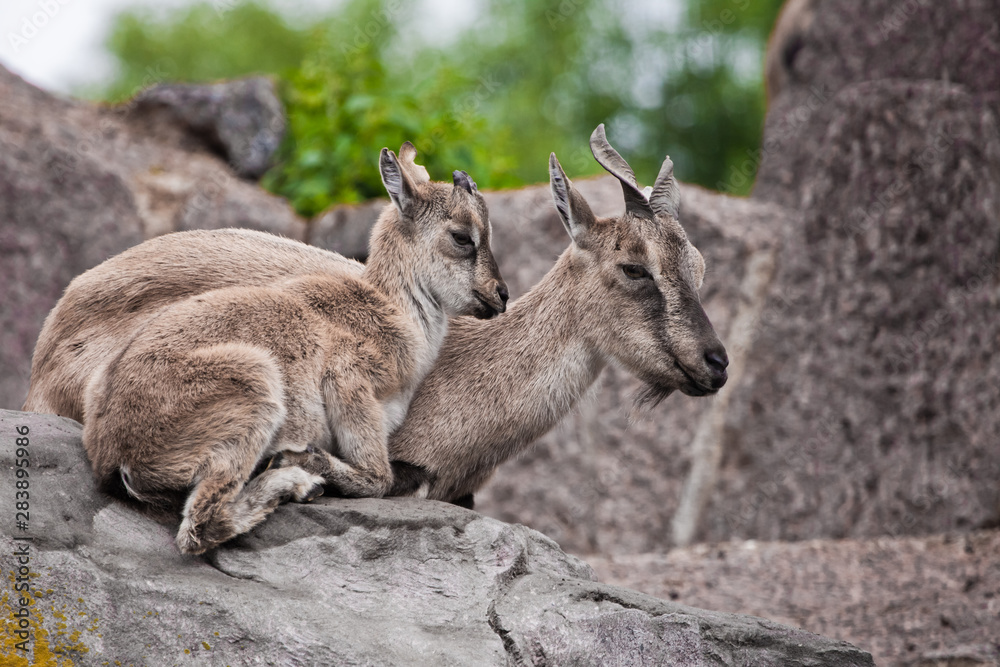 female goat with a cub (vintorny goat, marhur) on a rock female goat with a cub (vintorny goat, marhur) on a rock