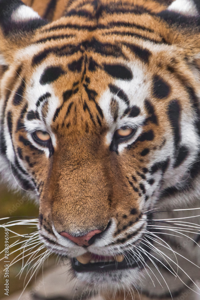 Tigerclose-up huge red muzzle of a predatory beast with an attentive gaze of cat's eyes. Tigerclose-up huge red muzzle of a predatory beast with an attentive gaze of cat's eyes.