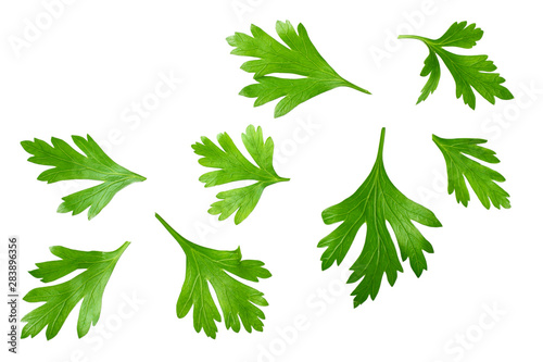 green fresh parsley leaves isolated on white background top view