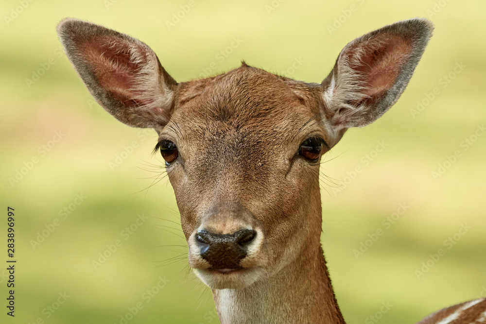 Portrait of a young fallow deer close-up and isolated on nature background (Dama dama) in Baden-Wurttemberg, Germany Portrait of a young fallow deer close-up and isolated on nature background (Dama dama) in Baden-Wurttemberg, Germany