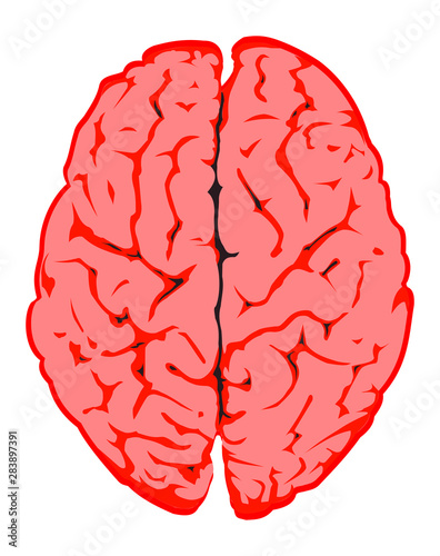 hemispheres of the brain