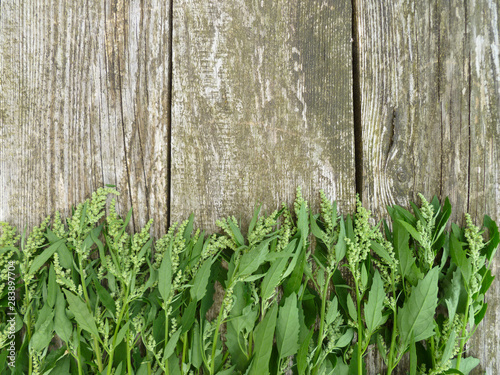 Garden Orach  Atriplex hortensis . Leaves  flowers  seeds. Quinoa twigs with young seed heads on old wooden background. 