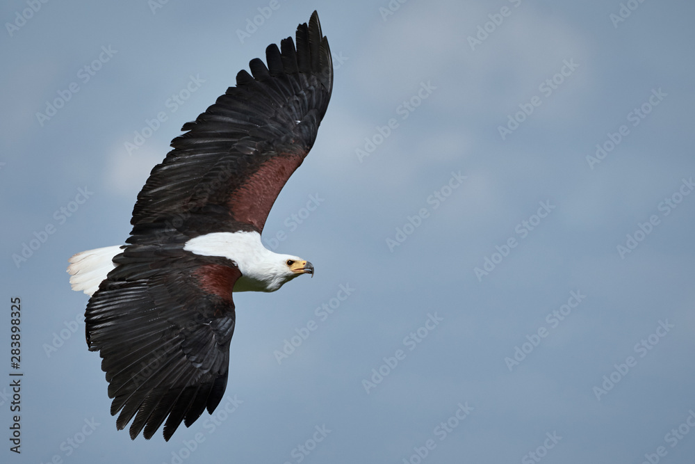 Close-up of one African fish eagle flying in the blue sky (Haliaeetus vocifer) Close-up of one African fish eagle flying in the blue sky (Haliaeetus vocifer)