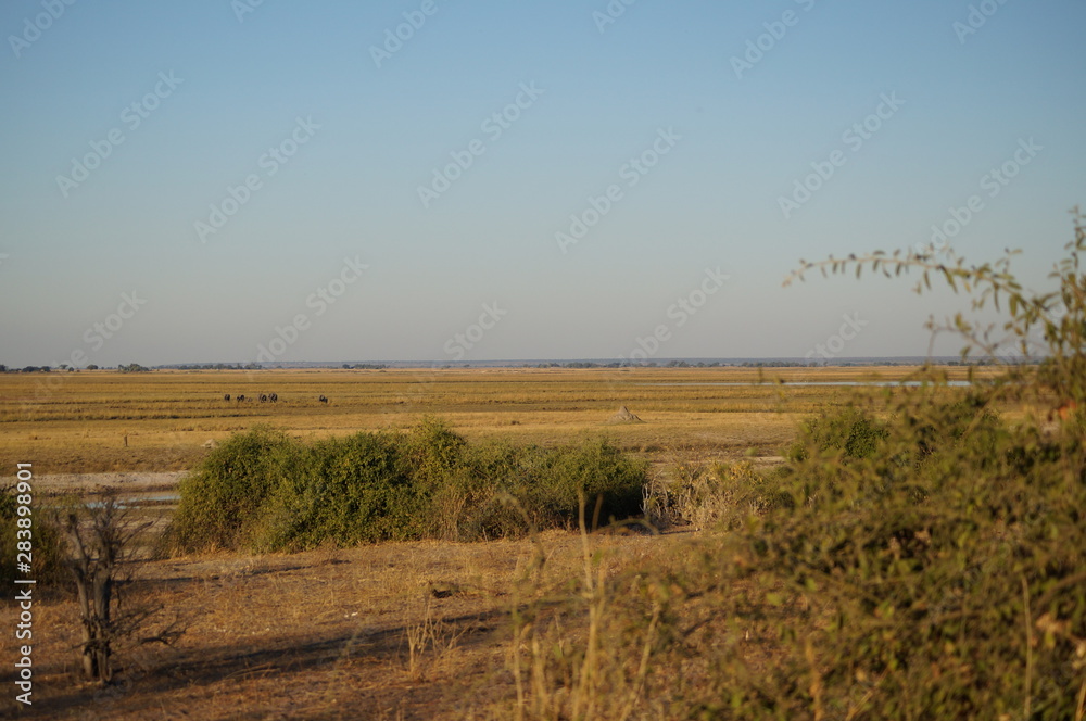 african wilderness