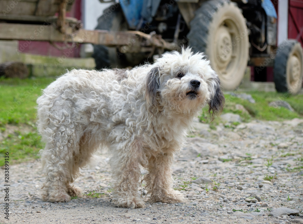 White hair fluffy farm dog standing guard by an old tractor seen in background blur