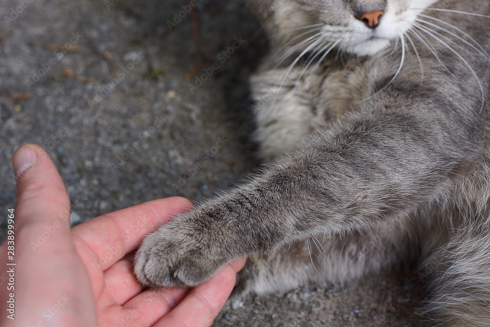 on the fingers of a hand lies a gray paw of a cat on asphalt on the street