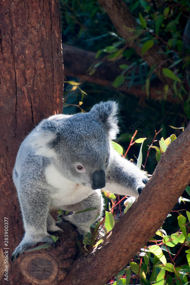 Fototapeta premium Sydney Australia, native australian koala in tree