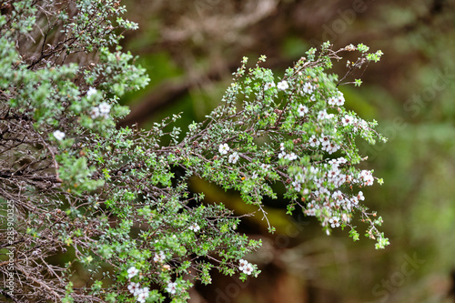 Blossoming Manuka Plant at Stewart Island, Rakiura National Park, New Zealand photo