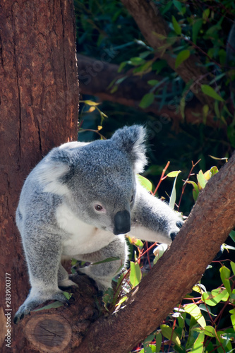 Sydney Australia, native australian koala in tree