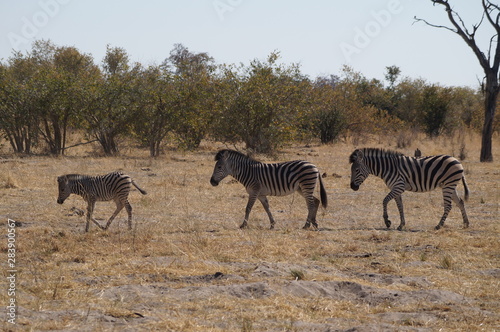 african wilderness