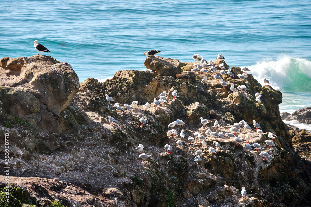 Fototapeta premium Birds on the cliffs at Otago Peninsula, New Zealand