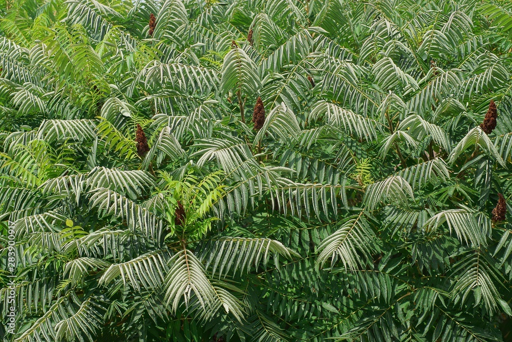 green floral texture of sumac trees with long green leaves on branches green floral texture of sumac trees with long green leaves on branches