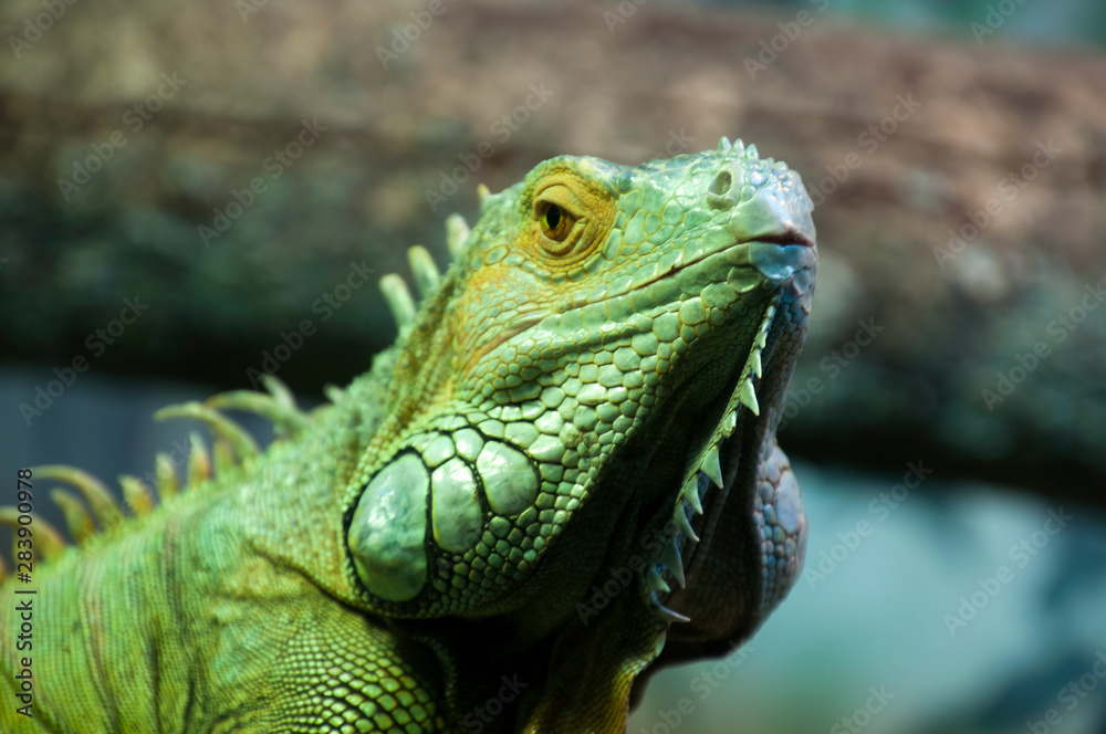 Sydney Australia, face of a  green iguana 