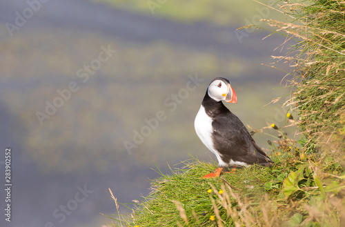 Atlantic Puffin (Fratercula arctica), seabird also known as the common puffin on a cliff in Iceland. Europe.