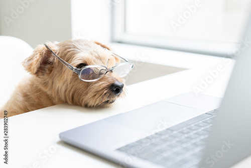 眼鏡をかけてパソコンを見るノーフォークテリア犬 Stock Photo Adobe Stock