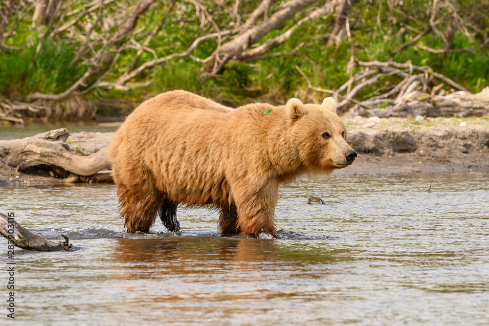 Ruling the landscape, brown bears of Kamchatka (Ursus arctos beringianus) Ruling the landscape, brown bears of Kamchatka (Ursus arctos beringianus)