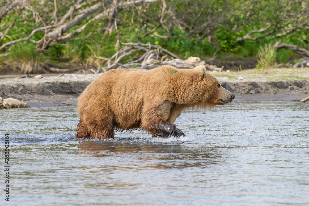 Obraz premium Ruling the landscape, brown bears of Kamchatka (Ursus arctos beringianus)