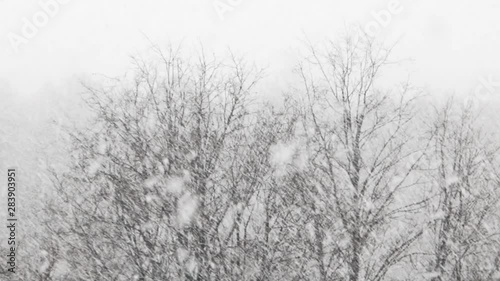 Wallpaper Mural Seasonal winter snowy background. Foggy snowfall with snowflakes and snow falling above snow covered tree branches. Selective focus, foggy backdrop.  Torontodigital.ca