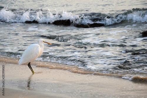 great blue heron on the beach