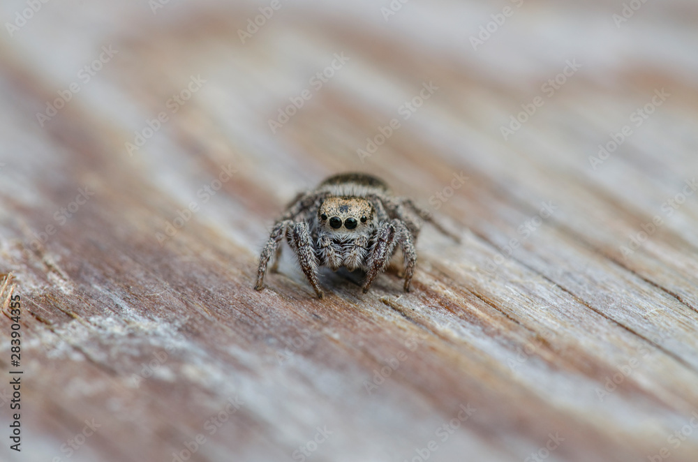 Jumping Spider Near Home Jumping Spider Near Home