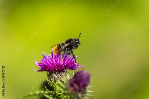 Wild Bee