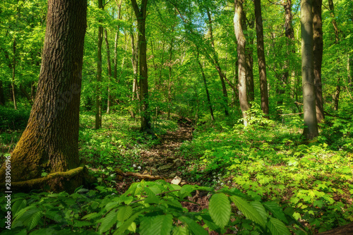 Gr  ner saftiger Wald. Die Lunge unserer Erde