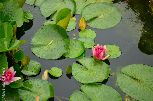 high angle view of water lily