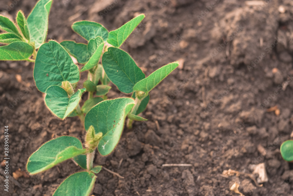 Fototapeta premium Shoots of green beans sprouts on field close up