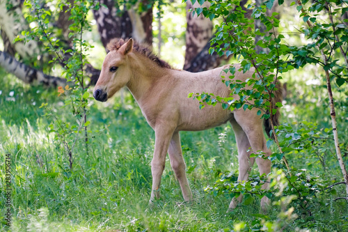 Foal graz in the wood with a herd. Flock of horses