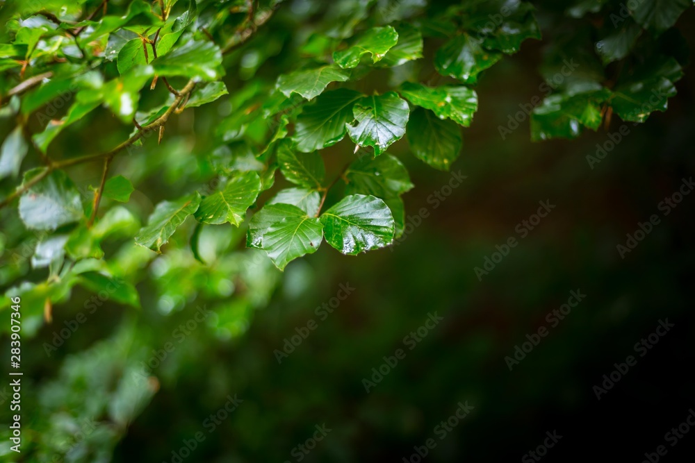 Wet Beech Leaves Wet Beech Leaves