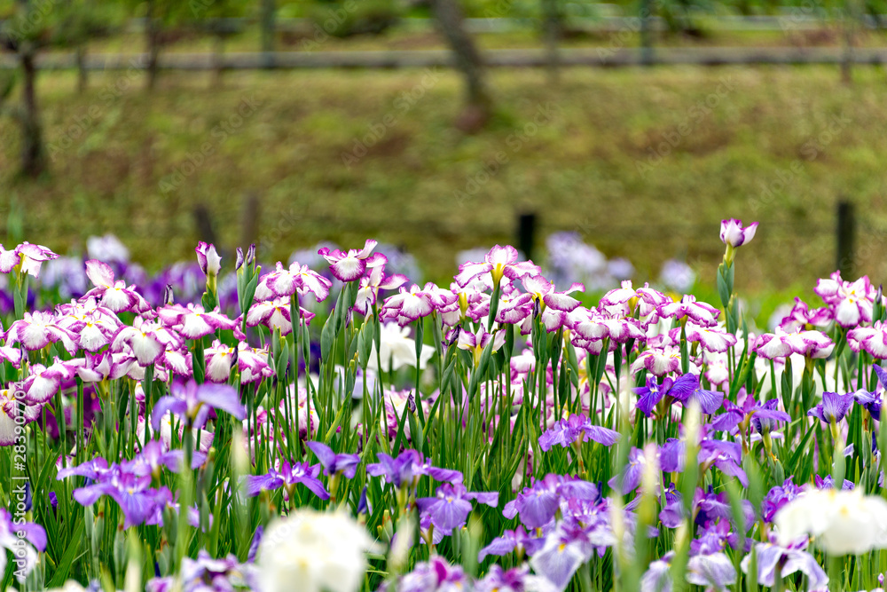 Full bloom of iris at the park in Japan