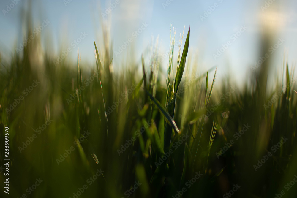 Barley 6