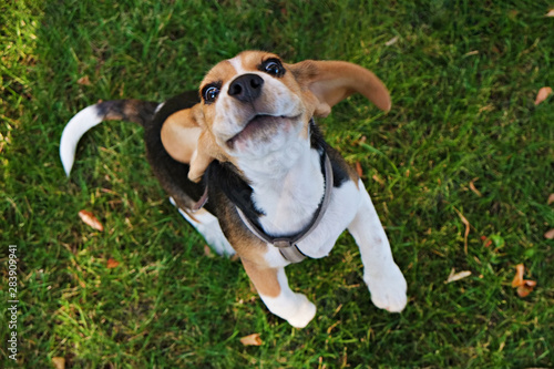 Portrait of funny young beagle puppy on the walk in the park, resting on juicy green mowed lawn. Small dog with black, brown and white stains outdoors. Background, copy space, close up. photo