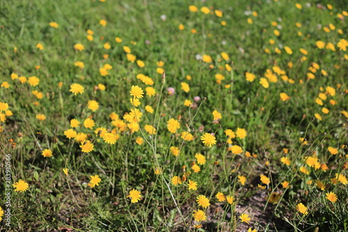 yellow flower field of dandelions