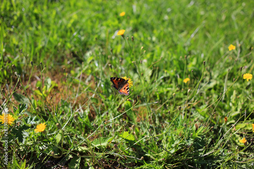 Lovely butterfly on a background of green grass