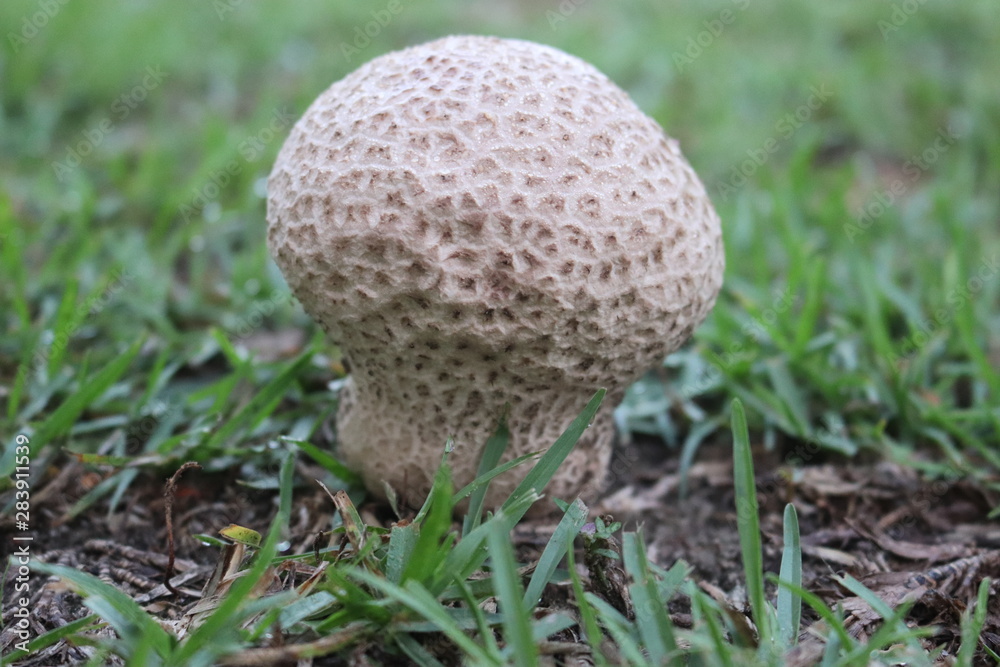 mushroom in grass mushroom in grass